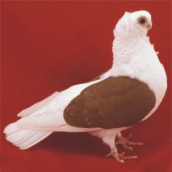 MEWKA POLSKA7